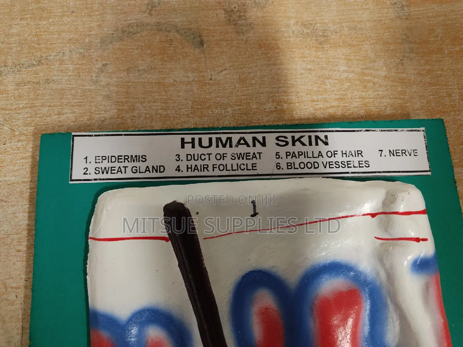 Model Human Skin on Board 9x12" for Educational Use