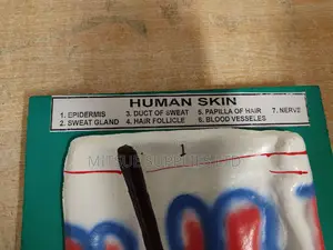Model Human Skin on Board 9x12" for Educational Use