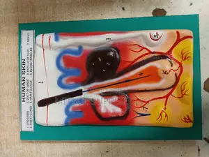 Model Human Skin on Board 9x12" for Educational Use