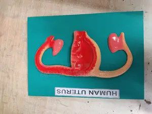 Model Human Uterus on Board for Educational Purposes