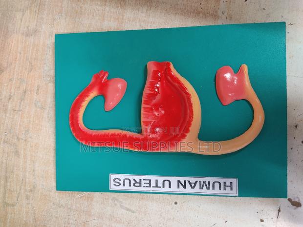 Model Human Uterus on Board for Educational Purposes