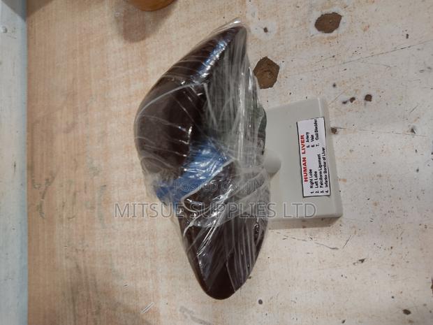 Model Human Liver on Stand 5 Inch General Details - thumbnail 2