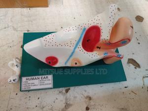 Model Human Ear in 3D, 5x6x12 Inch General Detail - main view