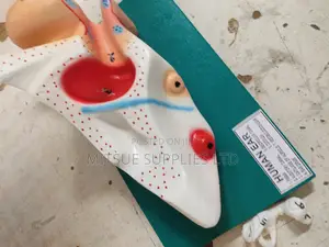 Model Human Ear in 3D, 5x6x12 Inch General Detail