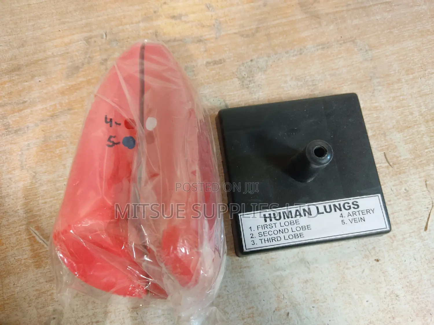 Model Human Lung on Stand General Detail