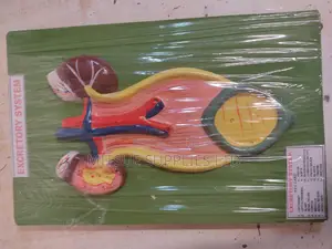 Model Excretory System 25x47cm General Details