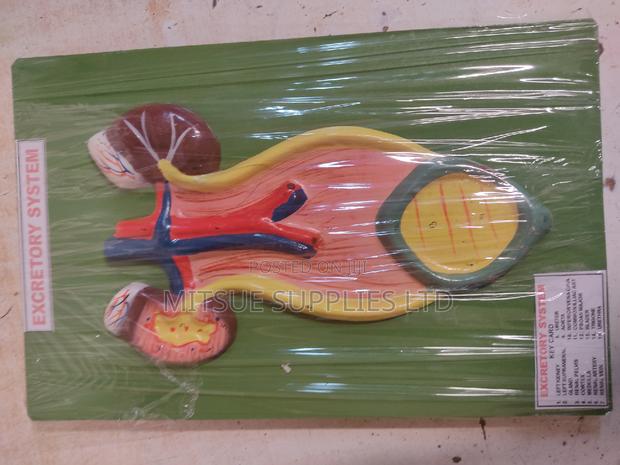 Model Excretory System 25x47cm General Details