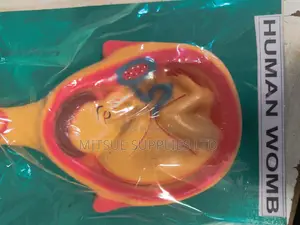 Model of Woman Womb General Detail