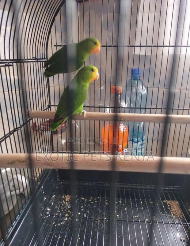 Orange Faced Lovebirds (Imported) - main view