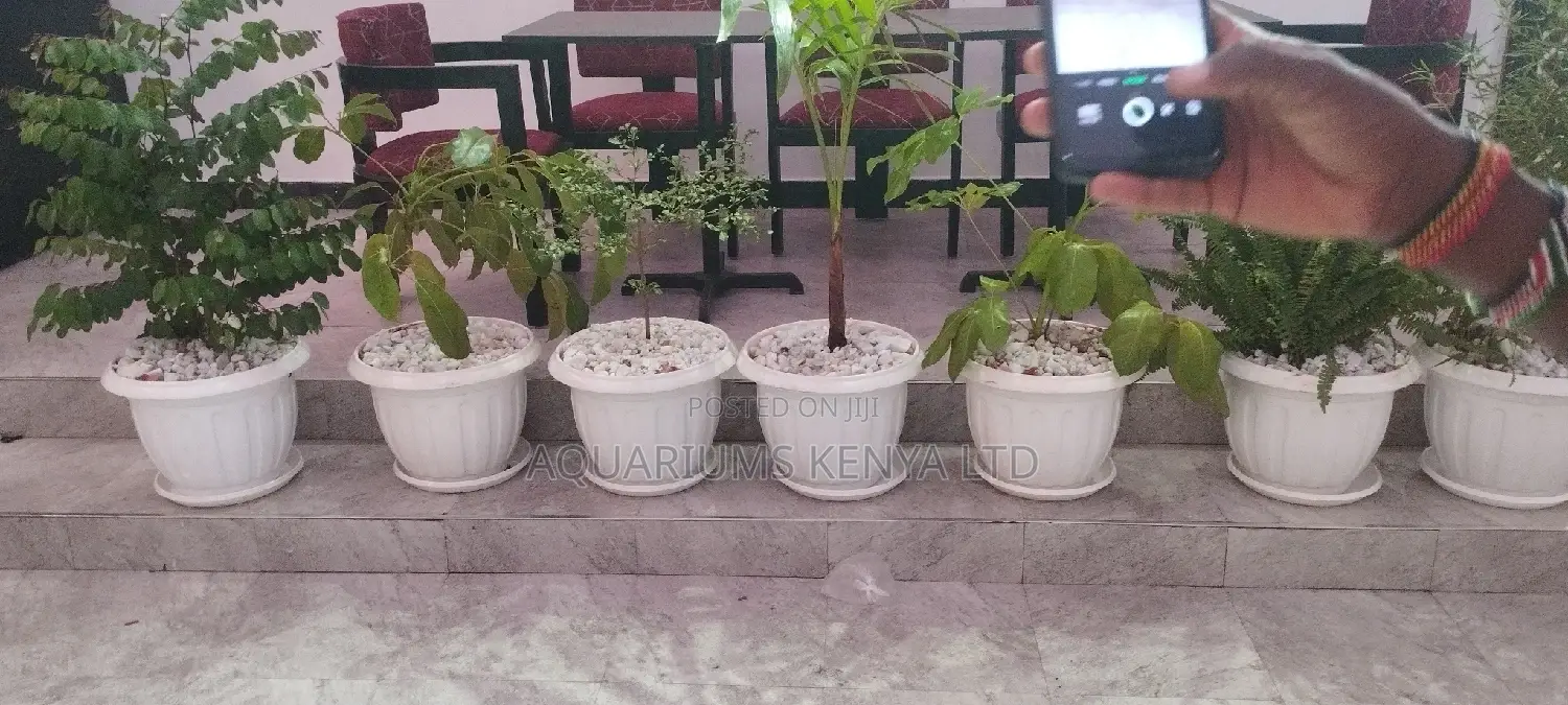 Potted Plants ,Palms Trees, Shefrera