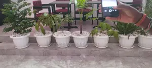 Potted Plants ,Palms Trees, Shefrera