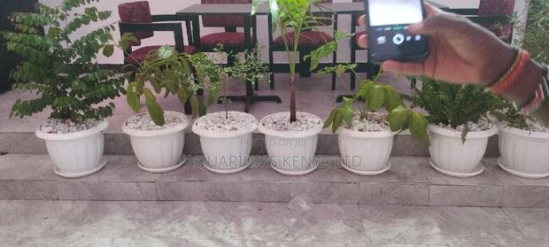 Potted Plants ,Palms Trees, Shefrera - main view