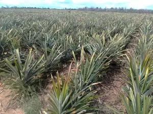 Malindi 5000 Acre Land on Sale