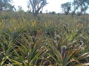Malindi 150 Acre Land - thumbnail 2