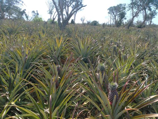 Malindi 150 Acre Land - main view