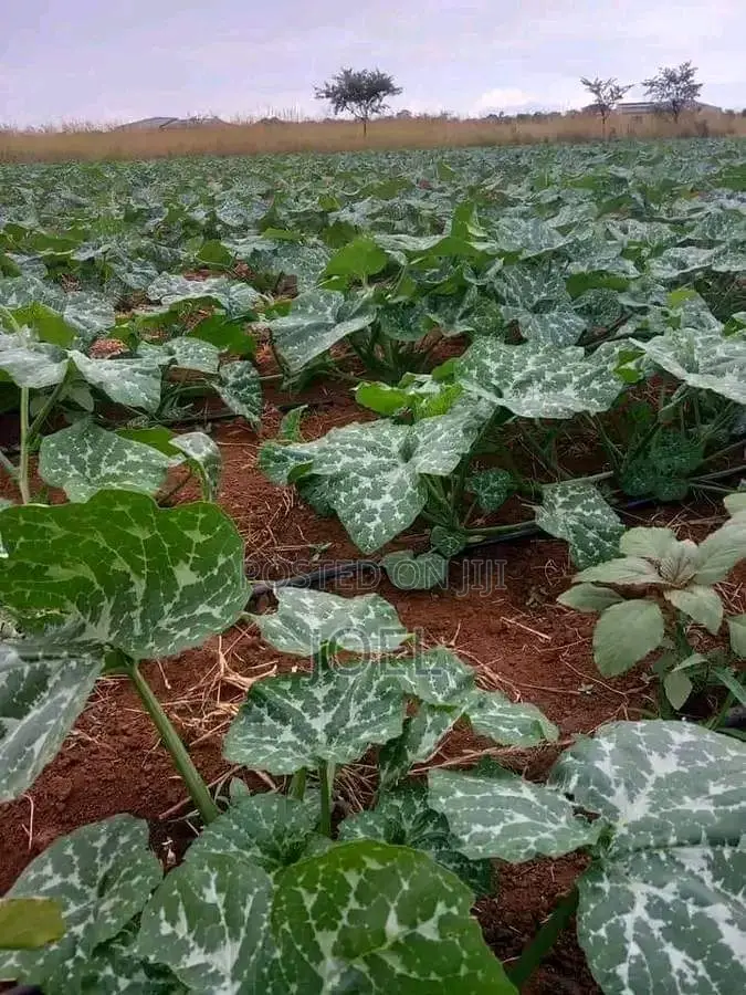Malindi 250 Acres for Sale