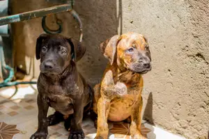1-3 months Female Purebred Boerboel