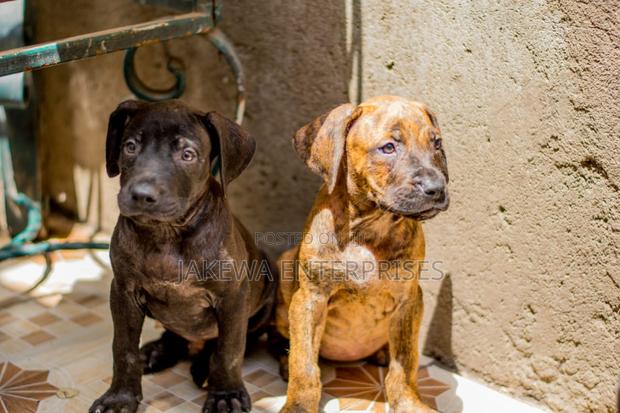 1-3 months Female Purebred Boerboel