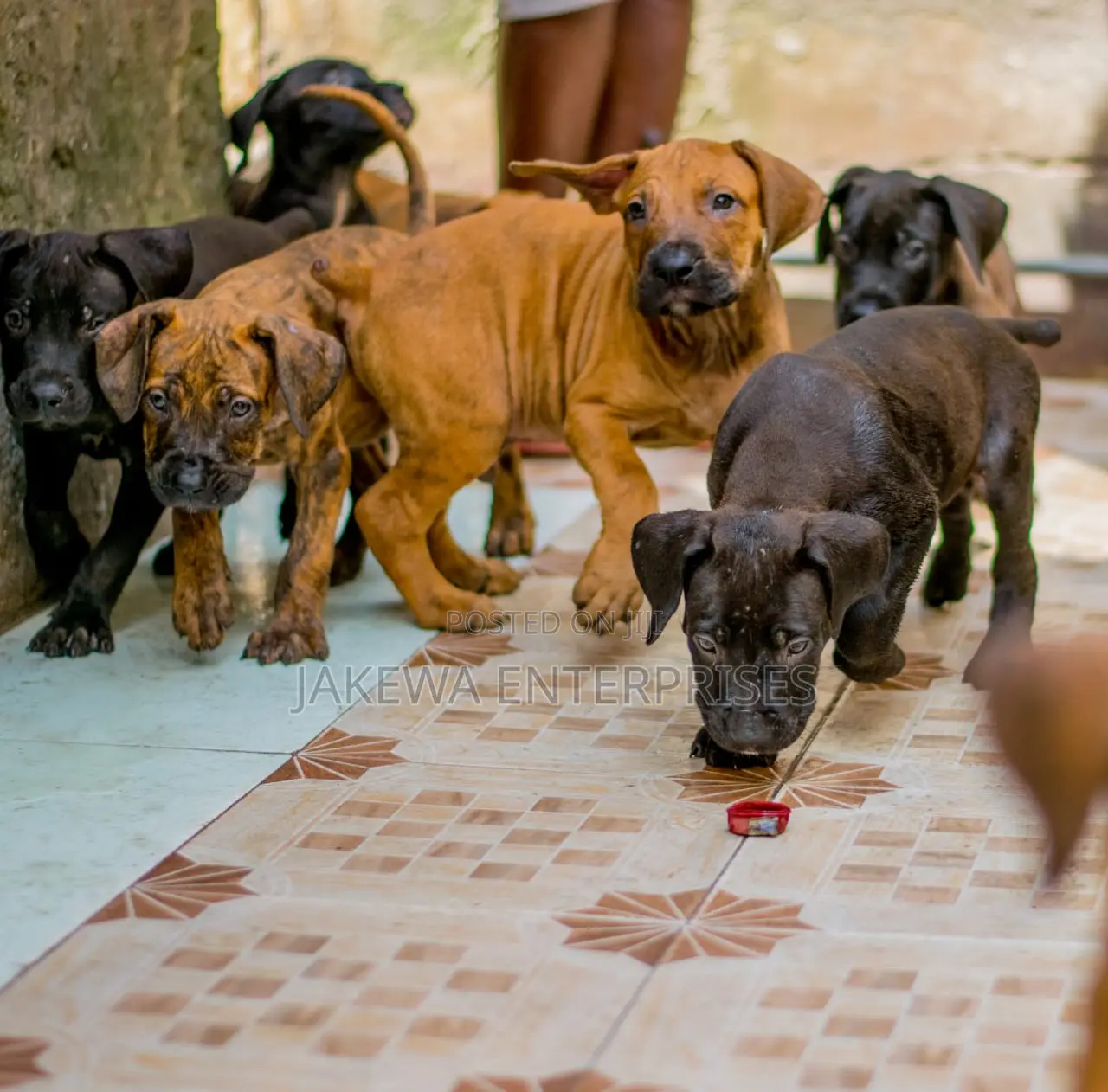 1-3 months Male Purebred Boerboel