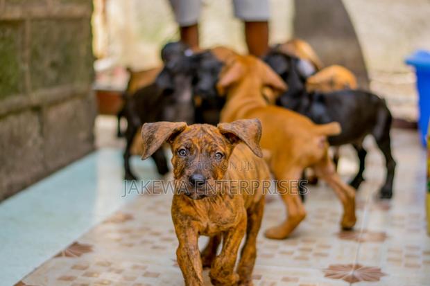 1-3 months Male Purebred Boerboel