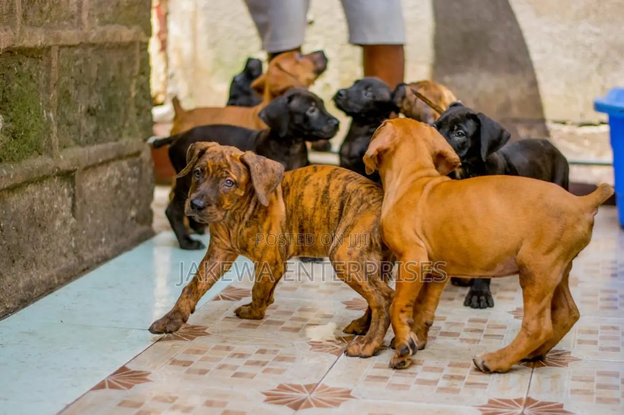 1-3 months Male Purebred Boerboel