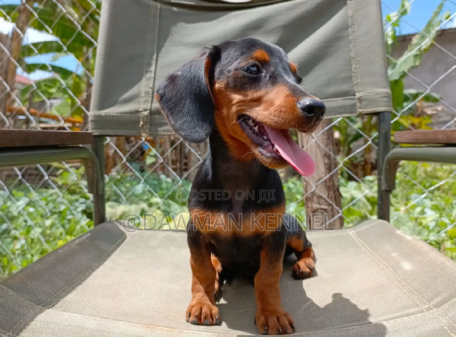1-3 months Male Purebred Dachshund