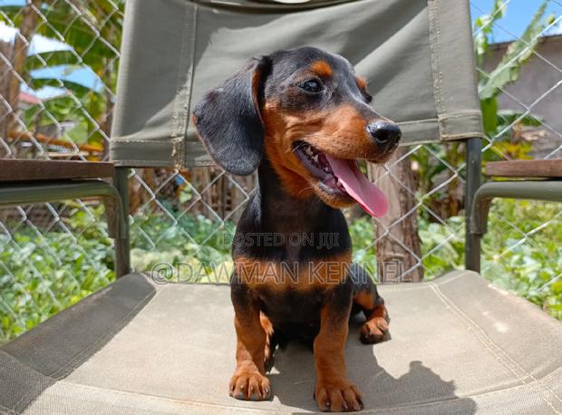 1-3 months Male Purebred Dachshund