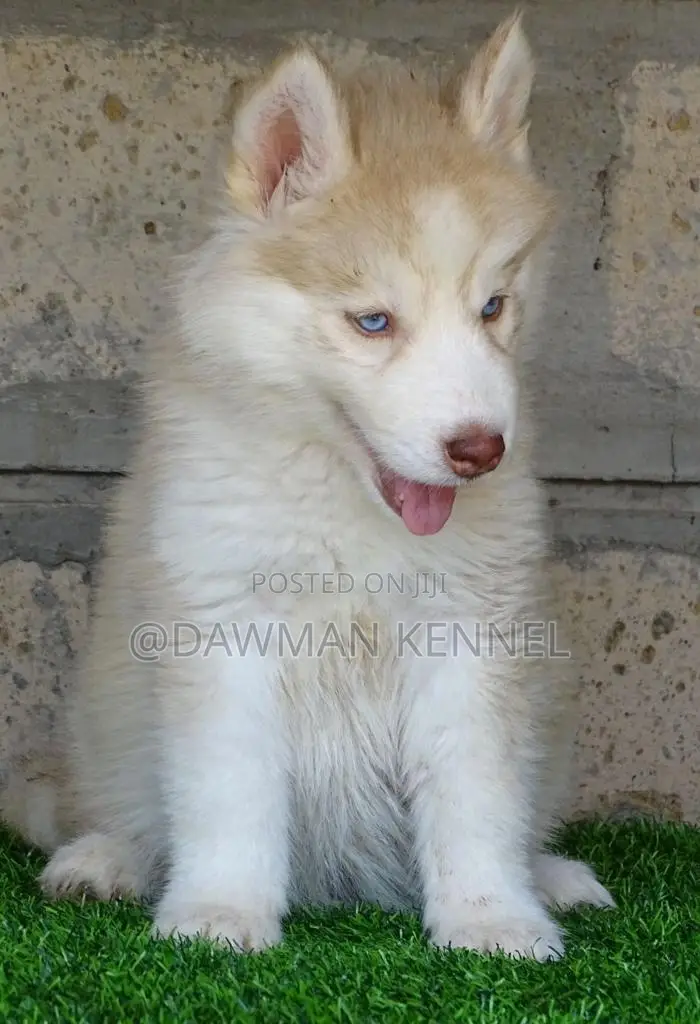 1-3 months Male Purebred Siberian Husky