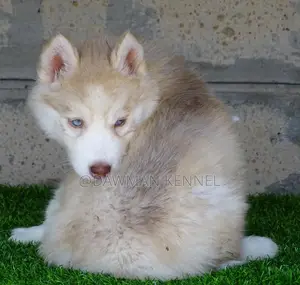 1-3 months Male Purebred Siberian Husky