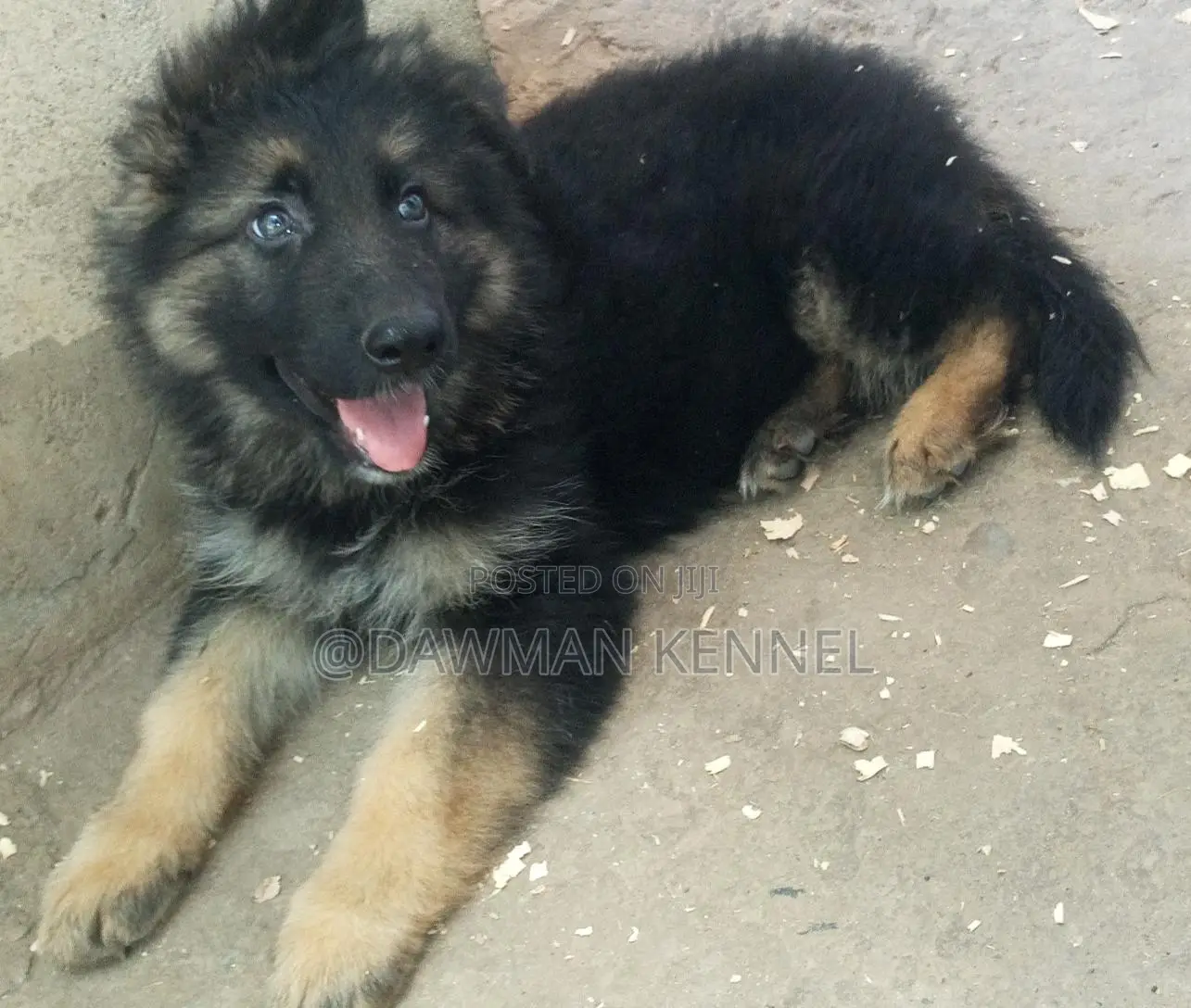 1-3 months Male Purebred German Shepherd
