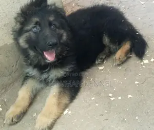 1-3 months Male Purebred German Shepherd