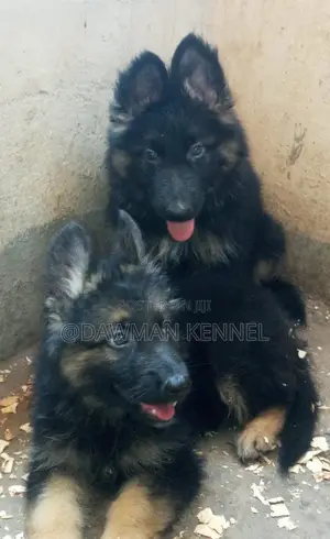 1-3 months Female Purebred German Shepherd