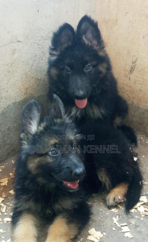 1-3 months Female Purebred German Shepherd - main view