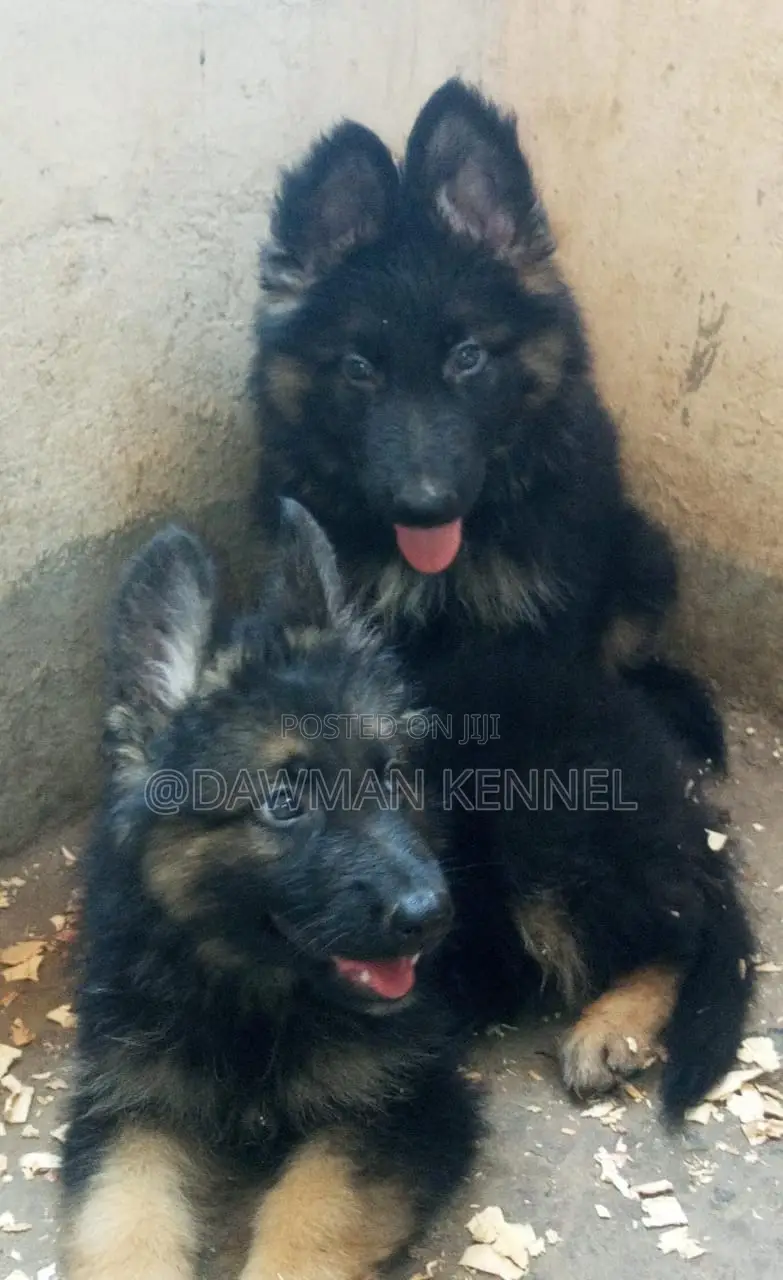 1-3 months Female Purebred German Shepherd