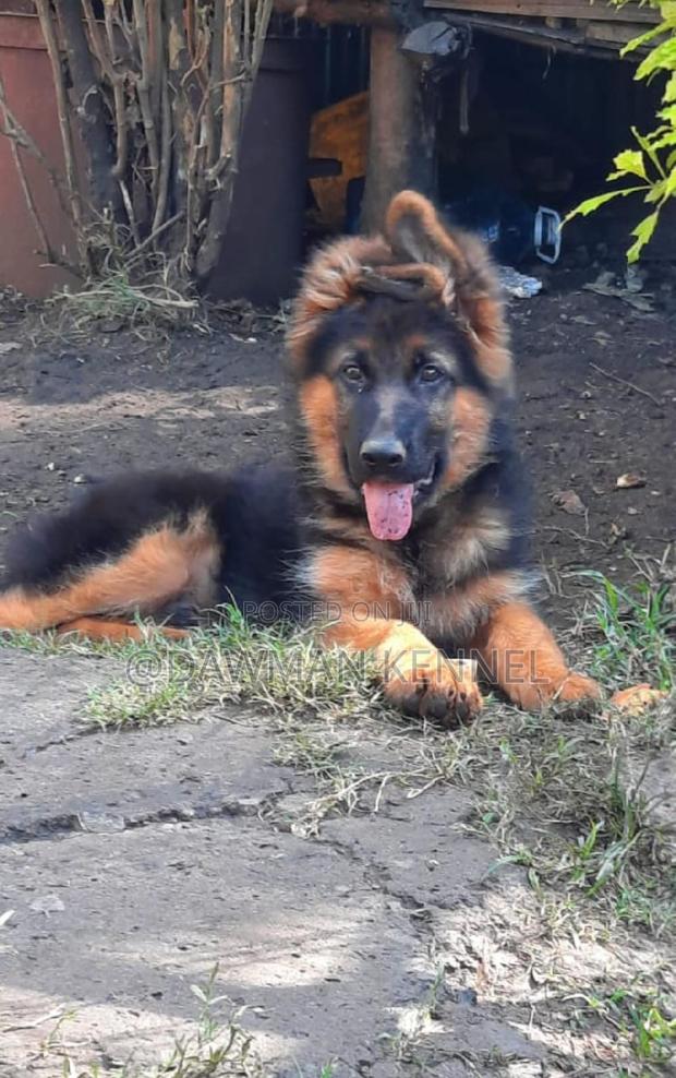 1-3 months Male Purebred German Shepherd - main view