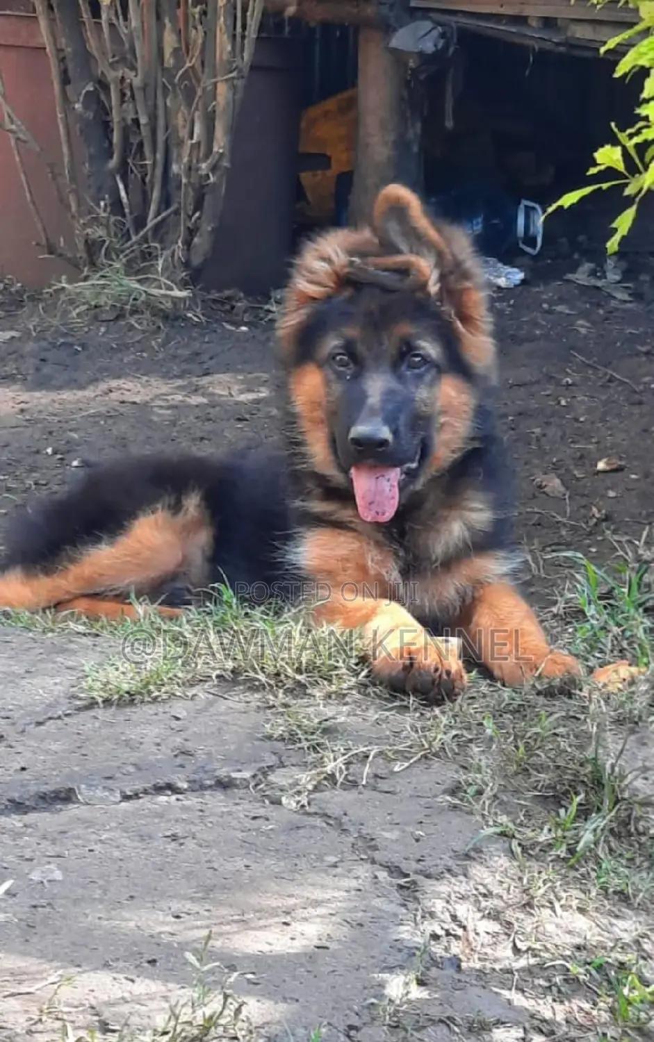 1-3 months Male Purebred German Shepherd
