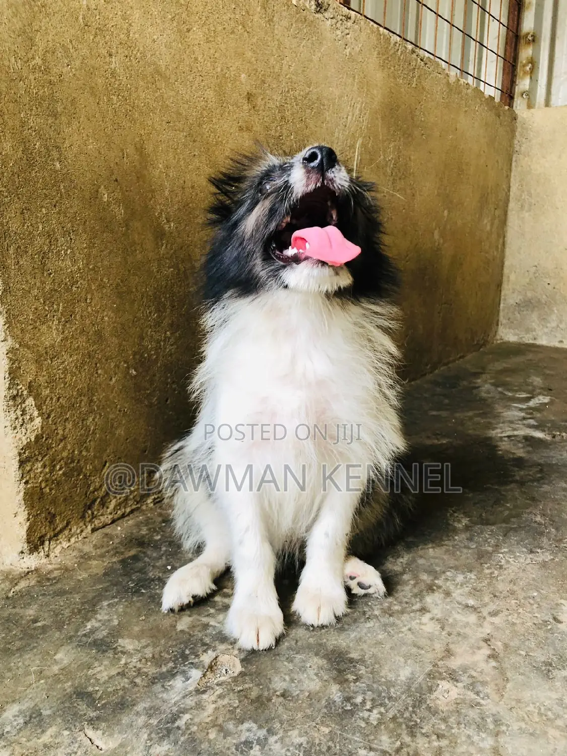 1-3 months Female Purebred Japanese Spitz