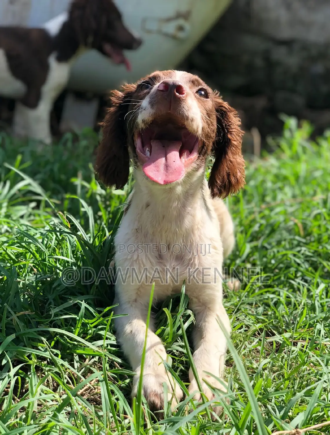 1-3 months Female Purebred English Springer Spaniel