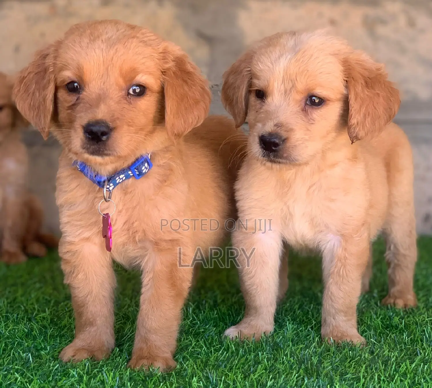 1-3 months Female Purebred Golden Retriever