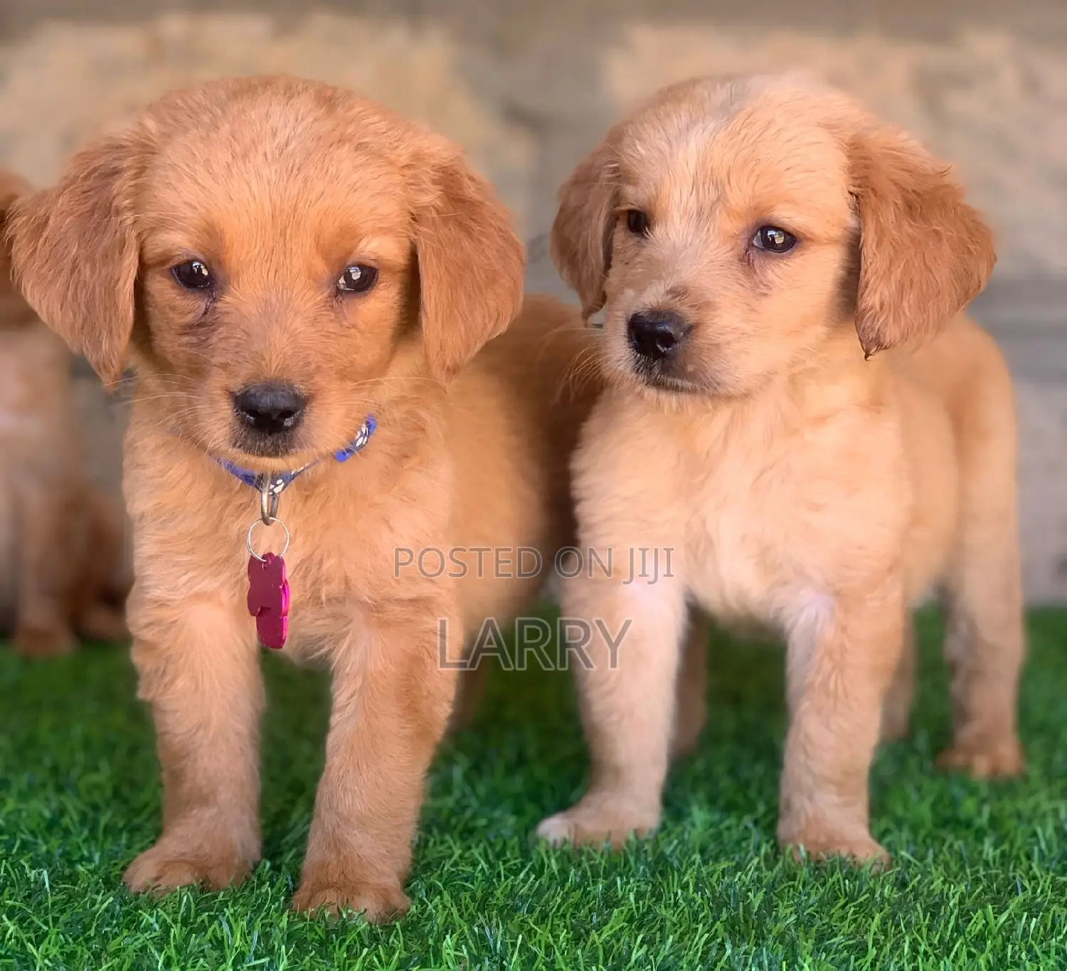 1-3 months Female Purebred Golden Retriever