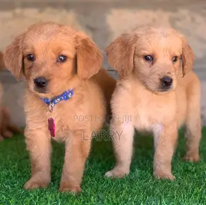 1-3 months Female Purebred Golden Retriever