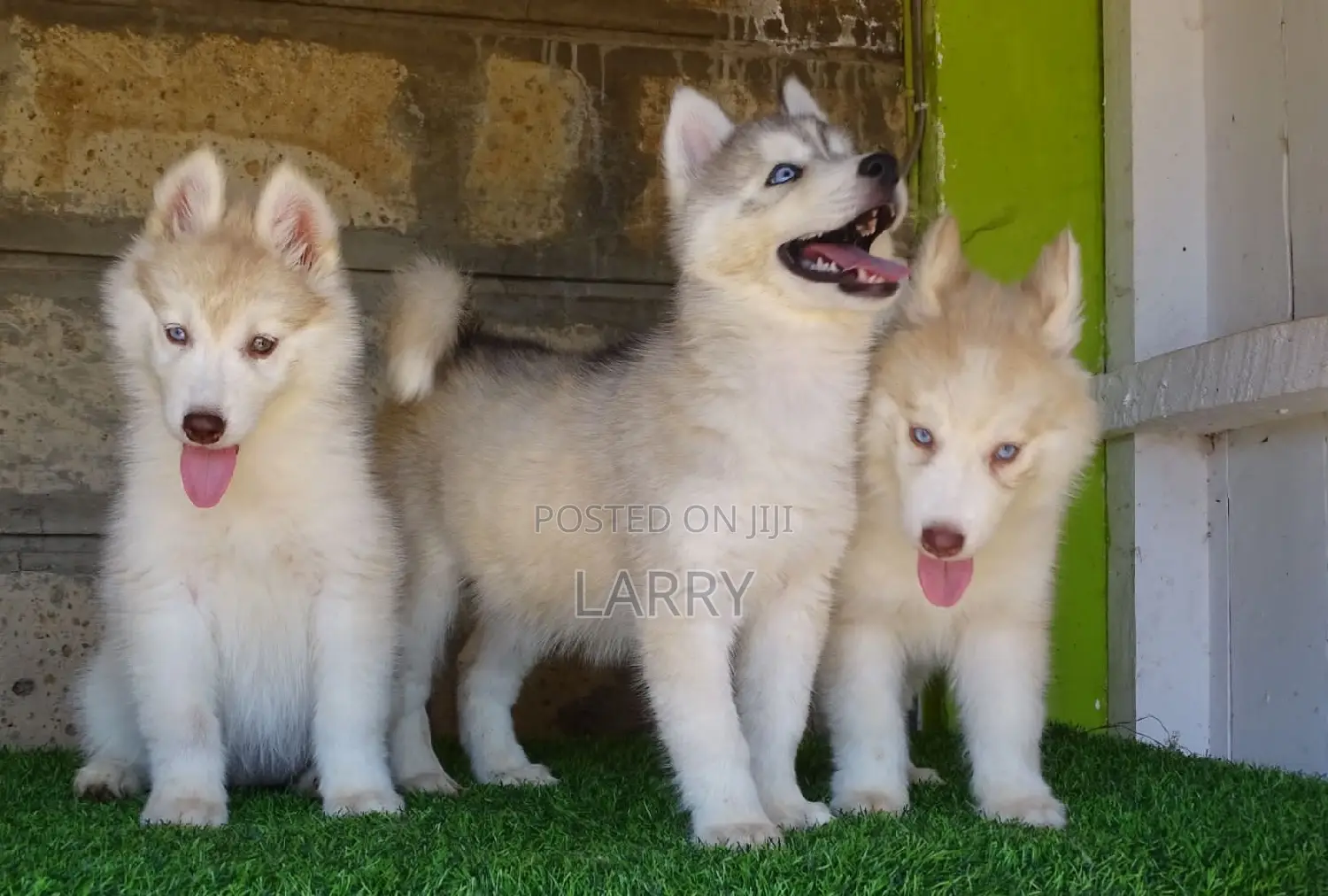 1-3 months Female Purebred Siberian Husky