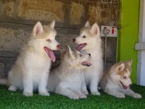 1-3 months Female Purebred Siberian Husky