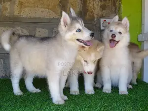 1-3 months Female Purebred Siberian Husky