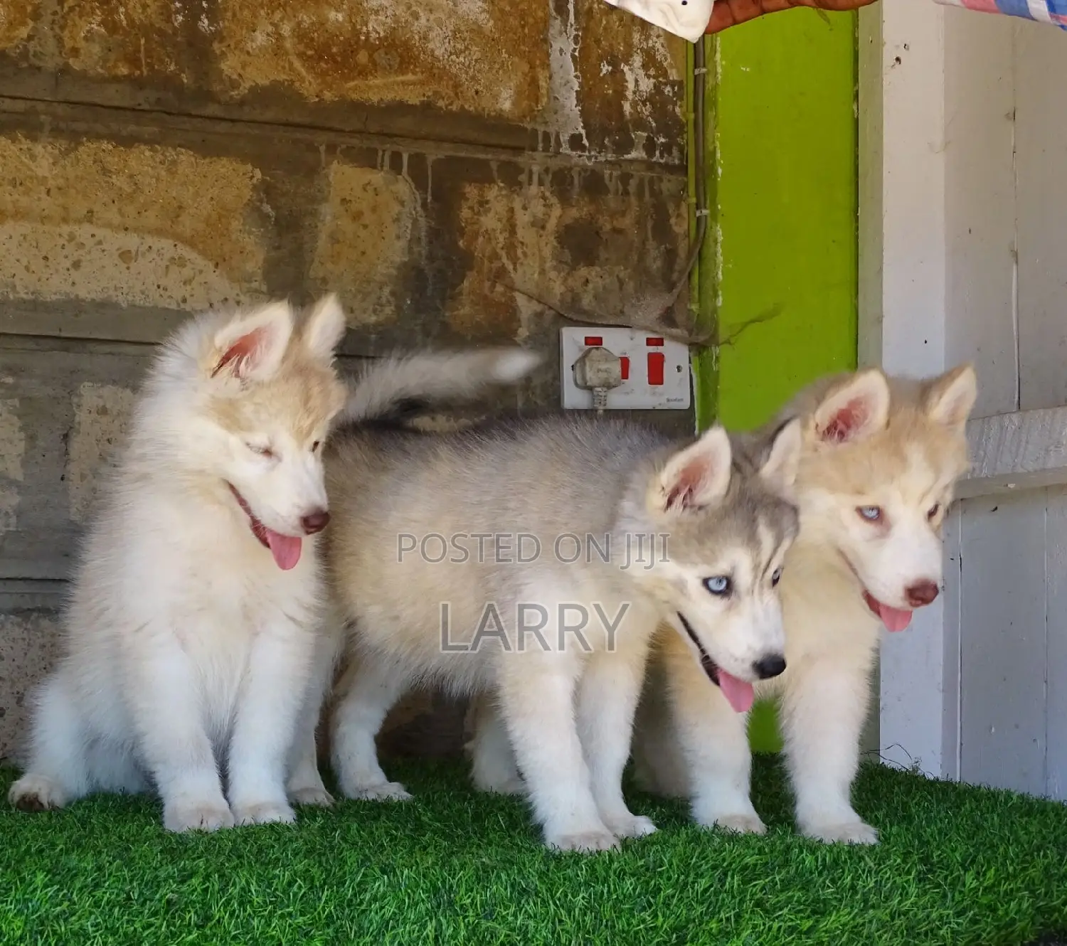 1-3 months Female Purebred Siberian Husky