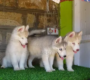 1-3 months Female Purebred Siberian Husky