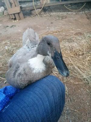 Unique Poultry Fresh and Fertilized Eggs - thumbnail 2