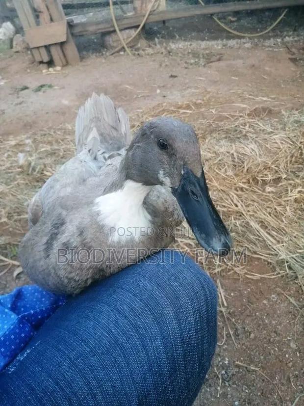 Unique Poultry Fresh and Fertilized Eggs - main view