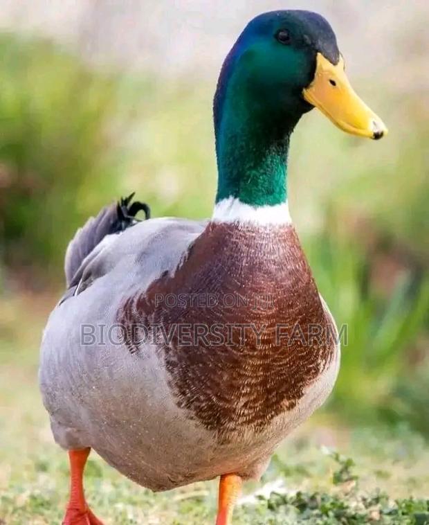 Unique Poultry Fresh and Fertilized Eggs - thumbnail 3