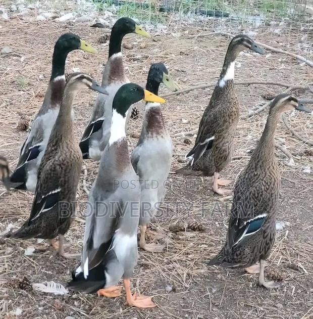 Unique Poultry Fresh and Fertilized Eggs - thumbnail 4